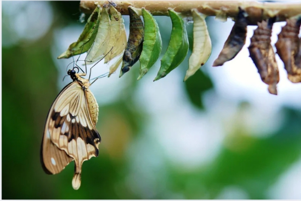 New Lanternfly Species Vietnam Cambodia